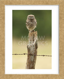 Wasn’t Me! (Framed) -  Mark Bridger - McGaw Graphics