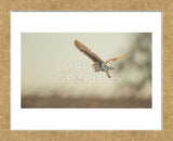 Soft Light (Framed) -  Mark Bridger - McGaw Graphics