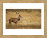 Deerscape (Framed) -  Mark Bridger - McGaw Graphics