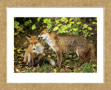 Nibble (Framed) -  Mark Bridger - McGaw Graphics