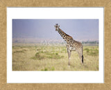 Little Lady (Framed) -  Mark Bridger - McGaw Graphics