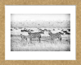 Stripes (Framed) -  Mark Bridger - McGaw Graphics