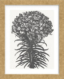 Lilies (Ivory & Ink) (Framed) -  Botanical Series - McGaw Graphics