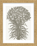 Lilies (Ivory & Burlap) (Framed) -  Botanical Series - McGaw Graphics