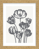 Tulips (Ivory & Gray) (Framed) -  Botanical Series - McGaw Graphics