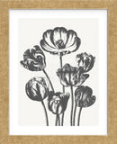 Tulips (Ivory & Ink) (Framed) -  Botanical Series - McGaw Graphics