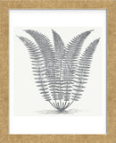 Fern (Ivory & Gray) (Framed) -  Botanical Series - McGaw Graphics