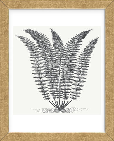 Fern (Ivory & Ink) (Framed) -  Botanical Series - McGaw Graphics