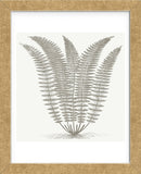 Fern (Ivory & Burlap) (Framed) -  Botanical Series - McGaw Graphics