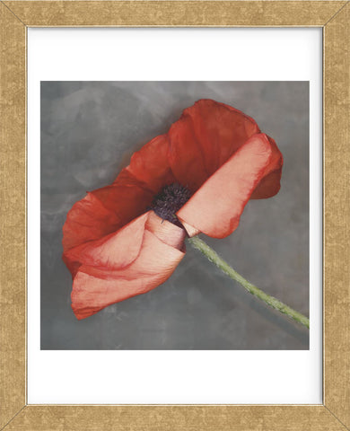 Rouge (Framed) -  Erin Clark - McGaw Graphics