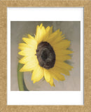 Sunflower  (Framed) -  Erin Clark - McGaw Graphics