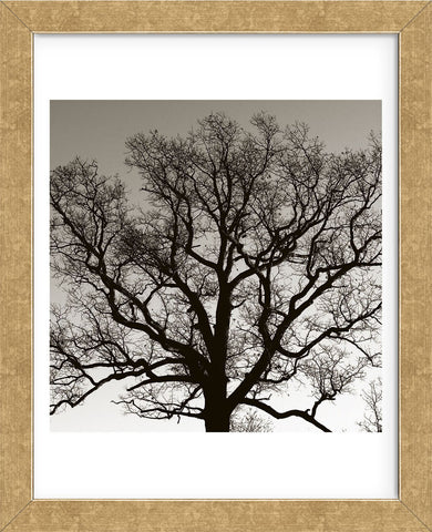 Early Winter Tree  (Framed) -  Erin Clark - McGaw Graphics
