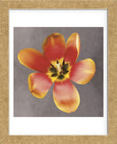 Sunshine Tulip  (Framed) -  Erin Clark - McGaw Graphics