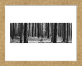 Tree Curtain  (Framed) -  Erin Clark - McGaw Graphics