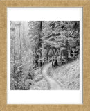 Pine Path  (Framed) -  Erin Clark - McGaw Graphics