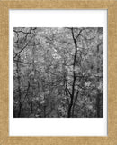 Pine Bramble  (Framed) -  Erin Clark - McGaw Graphics