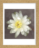 Water Lily  (Framed) -  Erin Clark - McGaw Graphics