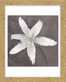 White Lily  (Framed) -  Erin Clark - McGaw Graphics