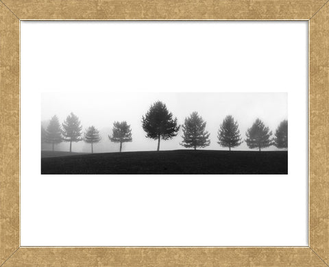 Tree Line  (Framed) -  Erin Clark - McGaw Graphics