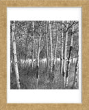 Birch Forest  (Framed) -  Erin Clark - McGaw Graphics