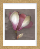 Magnolia  (Framed) -  Erin Clark - McGaw Graphics