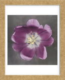 Purple Tulip  (Framed) -  Erin Clark - McGaw Graphics