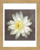Yellow Water Lily  (Framed) -  Erin Clark - McGaw Graphics