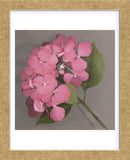 Pink Hydrangea  (Framed) -  Erin Clark - McGaw Graphics