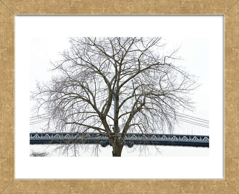 Manhattan Bridge Span with Tree  (Framed) -  Erin Clark - McGaw Graphics