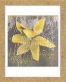 Tulip Fresco (yellow) (Framed) -  Erin Clark - McGaw Graphics