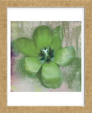 Tulip Fresco (green) (Framed) -  Erin Clark - McGaw Graphics