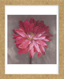 Pink Zinnia (Framed) -  Erin Clark - McGaw Graphics
