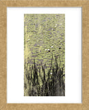 Lily Pond I (Framed) -  Erin Clark - McGaw Graphics