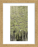 Lily Pond II (Framed) -  Erin Clark - McGaw Graphics