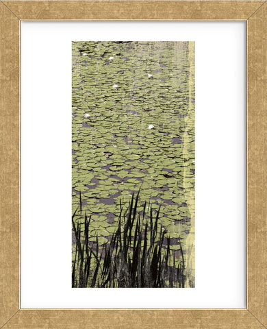 Lily Pond III (Framed) -  Erin Clark - McGaw Graphics
