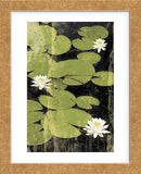 Pond Blossoms (Framed) -  Erin Clark - McGaw Graphics