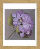 Purple Hydrangea (Framed) -  Erin Clark - McGaw Graphics