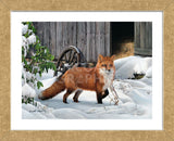 Fox and Barn (Framed) -  Russell Cobane - McGaw Graphics