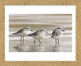 Sanderlings (Framed) -  Richard Clifton - McGaw Graphics