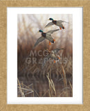 Whisper Wind and Wing - Mallards (Framed) -  Richard Clifton - McGaw Graphics