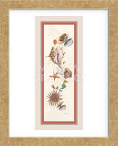 Seashell Island  (Framed) -  Lisa Danielle - McGaw Graphics