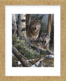 Watchful Eyes (Framed) -  Kevin Daniel - McGaw Graphics