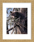Out on a Limb (Framed) -  Kevin Daniel - McGaw Graphics