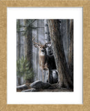 Solitary Buck (Framed) -  Kevin Daniel - McGaw Graphics