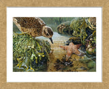 Tidal Pool Plover (Framed) -  John Dawson - McGaw Graphics