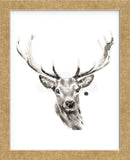 Elk (Framed) -  Philippe Debongnie - McGaw Graphics