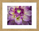 Royal Bloom (Framed) -  Dennis Frates - McGaw Graphics