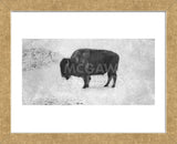 Buffalo (Framed) -  Trent Foltz - McGaw Graphics