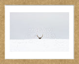 Elk (Framed) -  Trent Foltz - McGaw Graphics