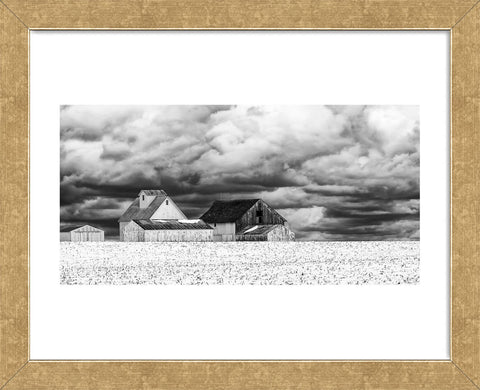 Five White Barns (Framed) -  Trent Foltz - McGaw Graphics